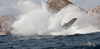 Los Cabos